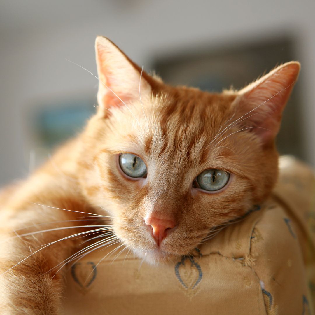 cat on the couch