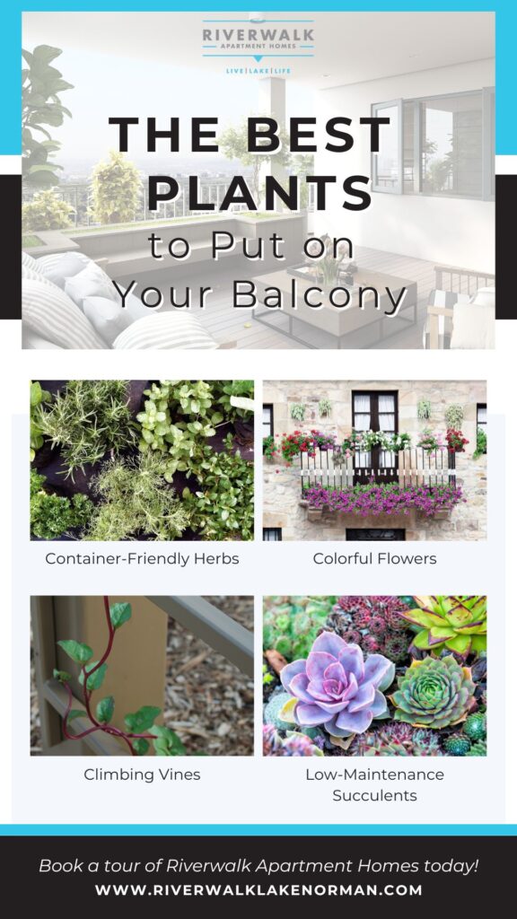 The Best Plants to Put on Your Balcony infographic