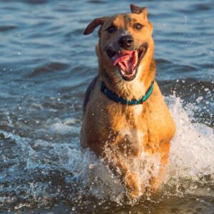 happy dog in water