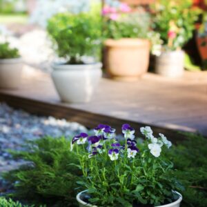 Plants along a patio