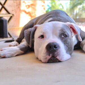 dog laying down