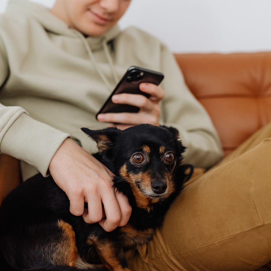 person holding a small dog