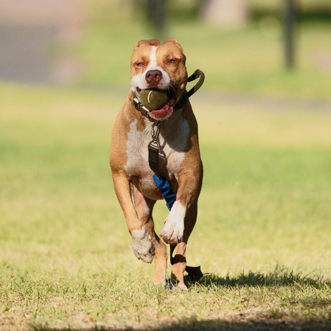 A dog running in a adog park.
