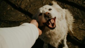 Dog and its owner.